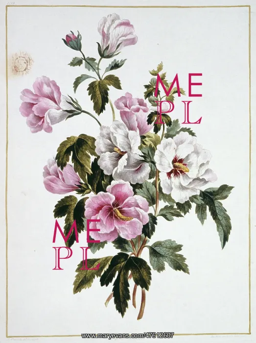 : Folio 69 from A Collection of Flowers by John Edwards : Folio 69 from A Collection of Flowers by John Edwards