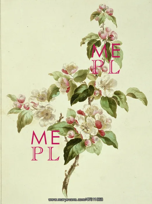 : Folio 7 from A Collection of Flowers by John Edwards : Folio 7 from A Collection of Flowers by John Edwards