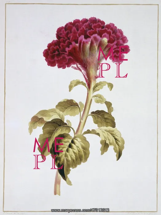 : Folio 70 from A Collection of Flowers by John Edwards : Folio 70 from A Collection of Flowers by John Edwards