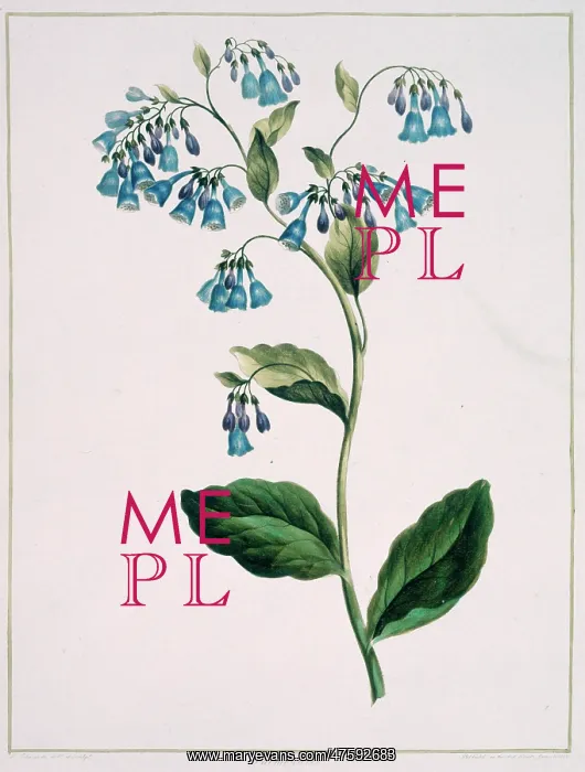 : Folio 71 from A Collection of Flowers by John Edwards : Folio 71 from A Collection of Flowers by John Edwards