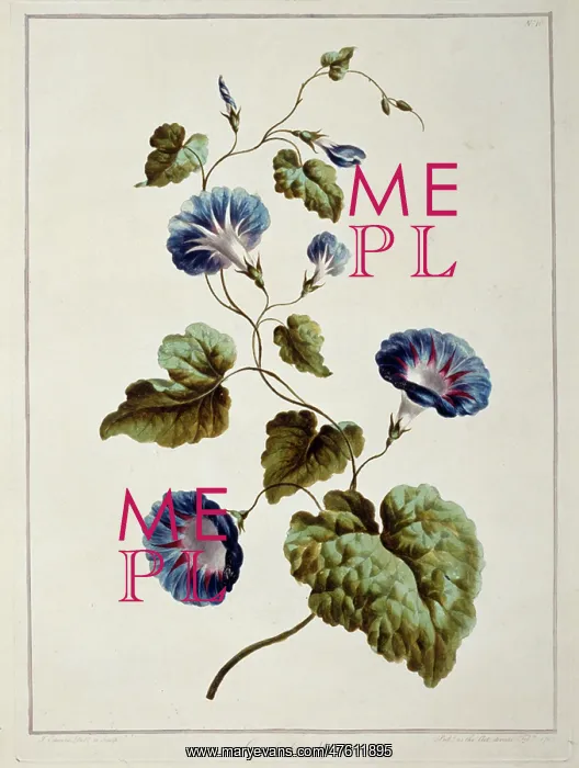 : Folio 9 from A Collection of Flowers by John Edwards : Folio 9 from A Collection of Flowers by John Edwards