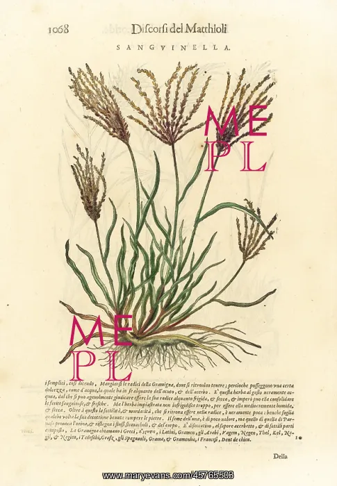 : Fonio grass, Digitaria sanguinalis : Fonio grass, Digitaria sanguinalis