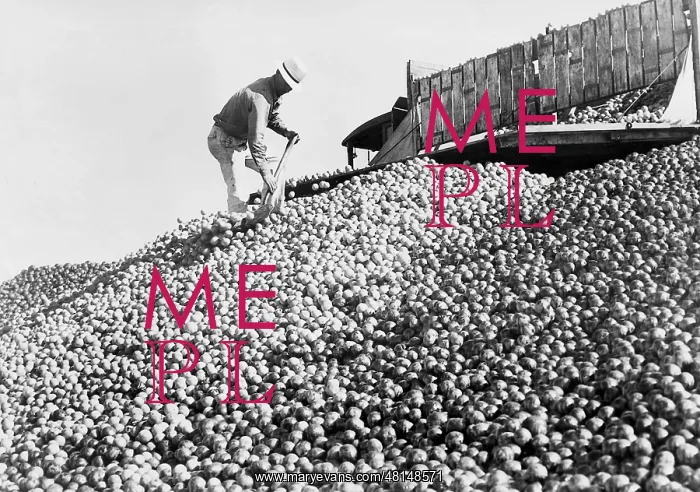 : Food destruction during the Great Depression, 1938 : Food destruction during the Great Depression, 1938
