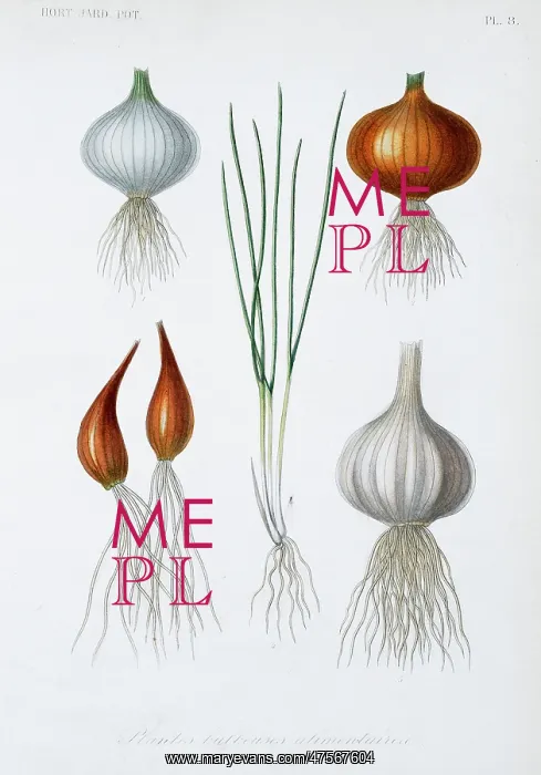 : Food plant bulbs : Food plant bulbs