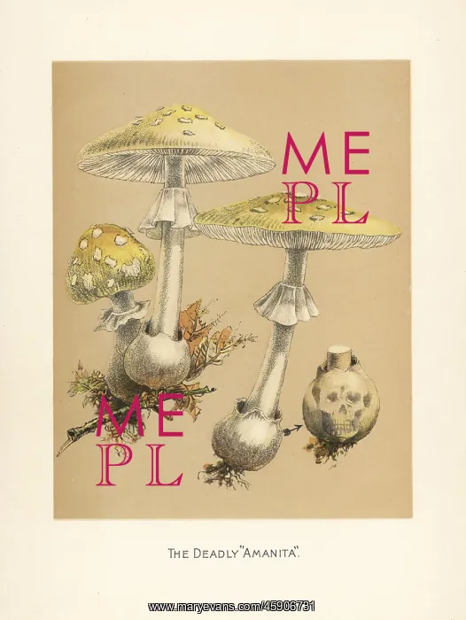: Fool's mushroom, Amanita verna : Fool's mushroom, Amanita verna