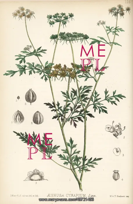 : Fool's parsley, Aethusa cynapium : Fool's parsley, Aethusa cynapium