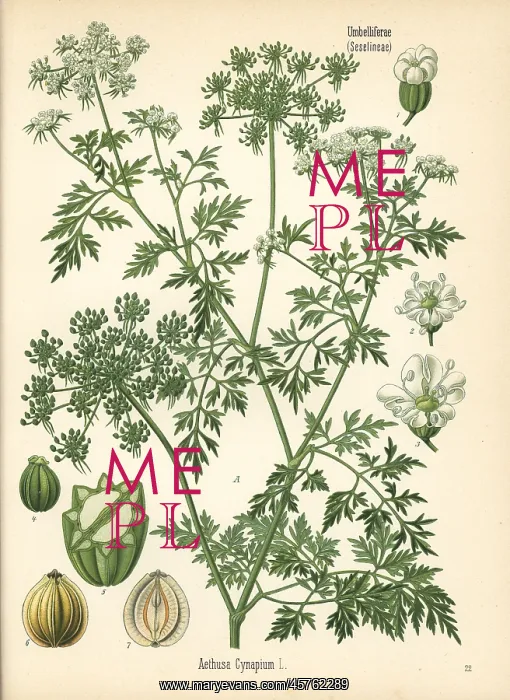 : Fool's parsley, Aethusa cynapium : Fool's parsley, Aethusa cynapium