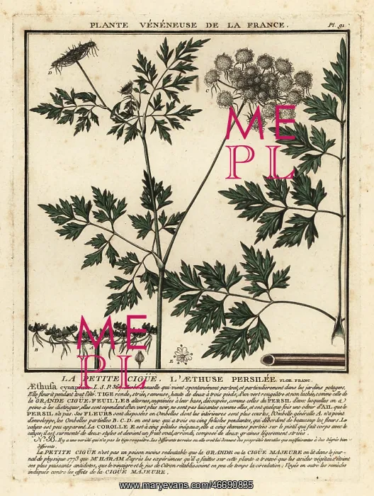 : Fool's parsley, Aethusa cynapium : Fool's parsley, Aethusa cynapium