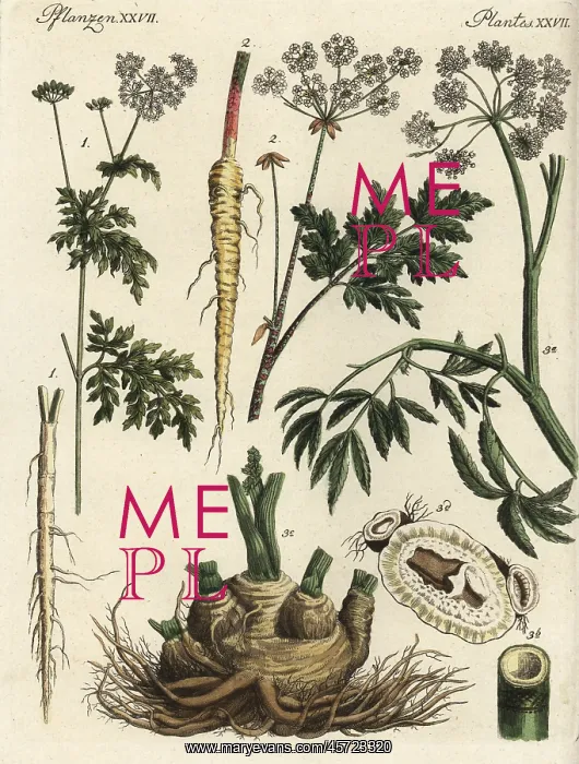 : Fool's parsley, hemlock and northern water hemlock : Fool's parsley, hemlock and northern water hemlock