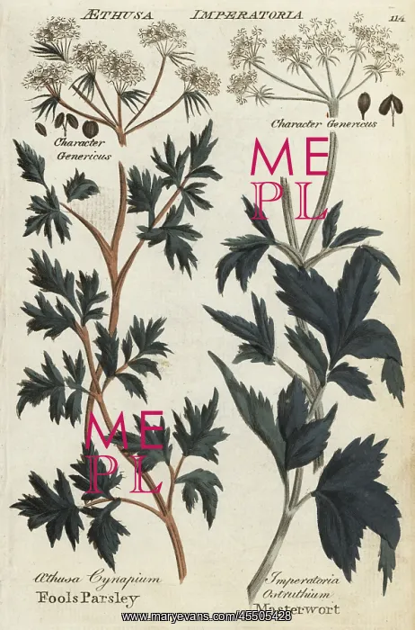 : Fool's parsley and masterwort : Fool's parsley and masterwort