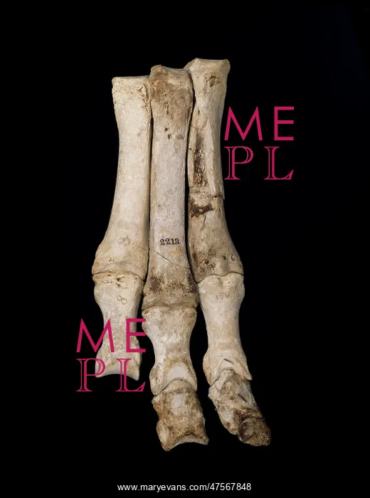: Foot of Macrauchenia patachonica : Foot of Macrauchenia patachonica