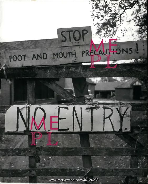 : Foot and mouth disease : Foot and mouth disease