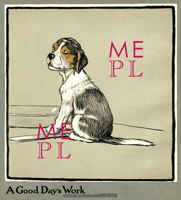 : Forager the puppy sits by the empty plate : Forager the puppy sits by the empty plate