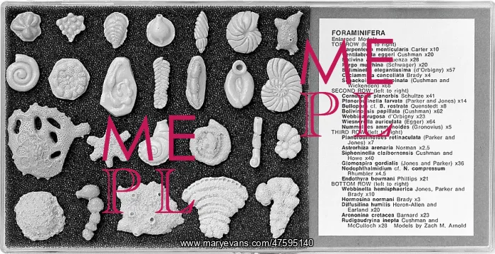 : Foraminifera models : Foraminifera models