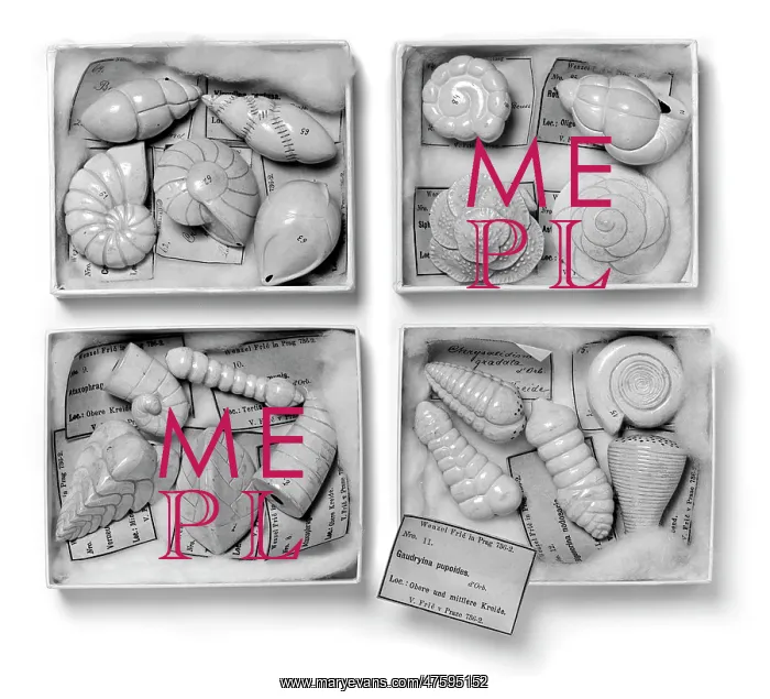 : Foraminifera models : Foraminifera models