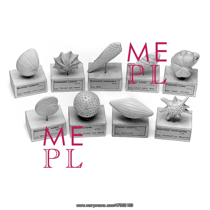 : Foraminifera models : Foraminifera models