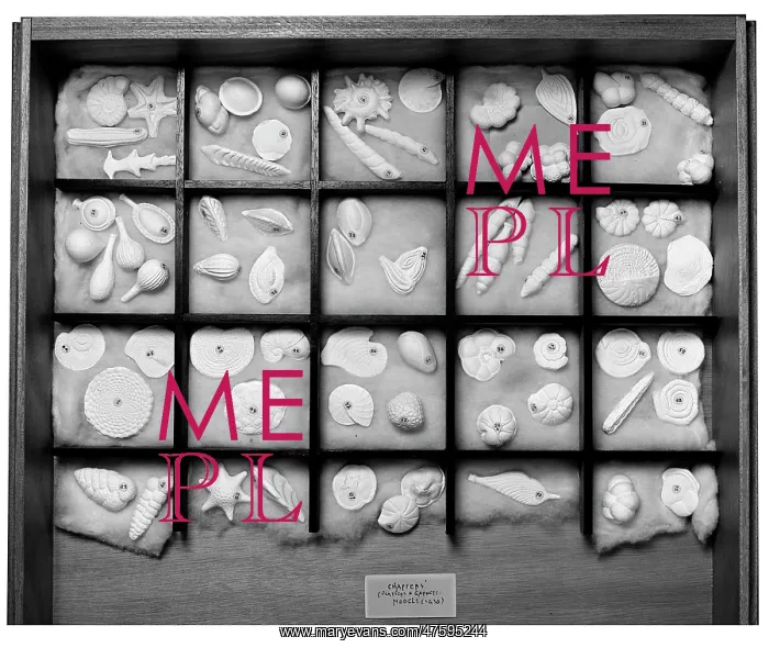 : Foraminifera models : Foraminifera models
