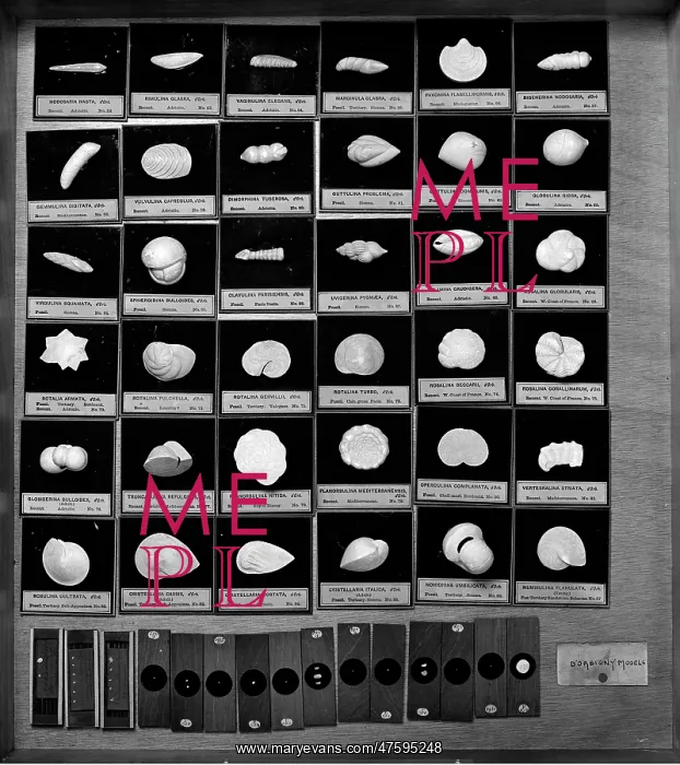 : Foraminifera models : Foraminifera models
