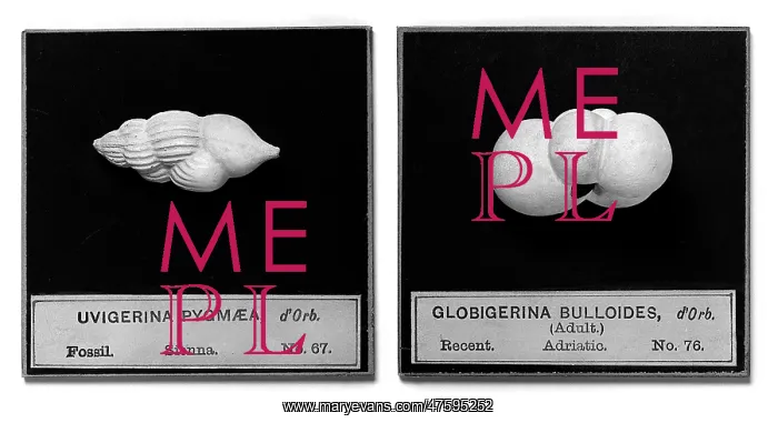 : Foraminifera models : Foraminifera models