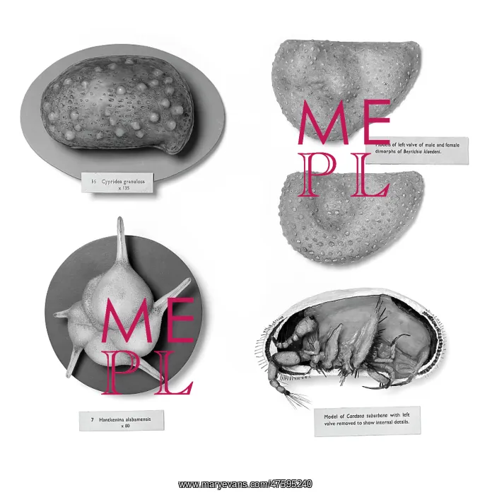 : Foraminifera and ostracods models : Foraminifera and ostracods models