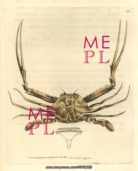 : Forceps crab, Lupella forceps : Forceps crab, Lupella forceps