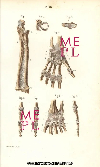 : Forearm, wrist and finger bones : Forearm, wrist and finger bones
