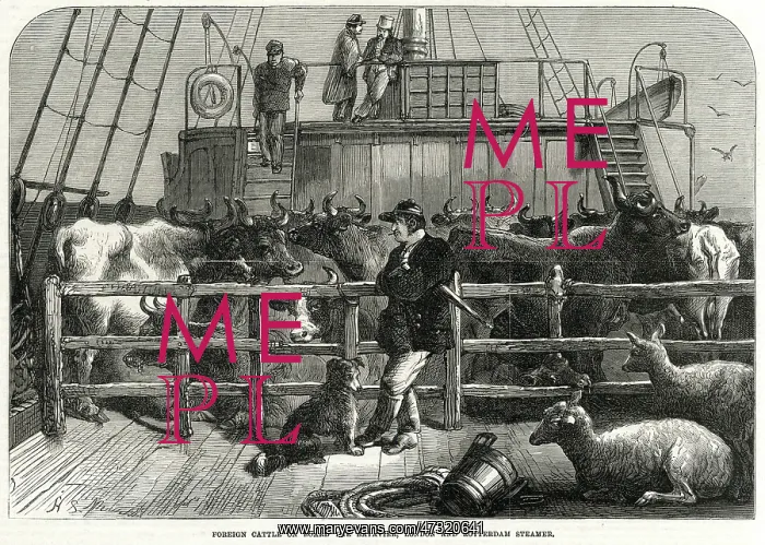 : Foreign cattle on board the Batavier 1865 : Foreign cattle on board the Batavier 1865