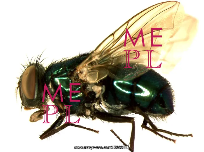 : Forensic Helper, Common Green Bottle Fly, Blow Fly : Forensic Helper, Common Green Bottle Fly, Blow Fly