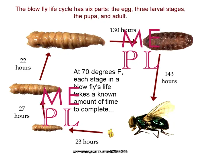 : Forensic Helper, Life Cycle of Blow Fly : Forensic Helper, Life Cycle of Blow Fly