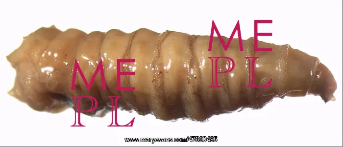 : Forensic Helpers, Black Blow Fly Maggot : Forensic Helpers, Black Blow Fly Maggot