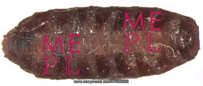 : Forensic Helpers, Black Blow Fly Puparium : Forensic Helpers, Black Blow Fly Puparium