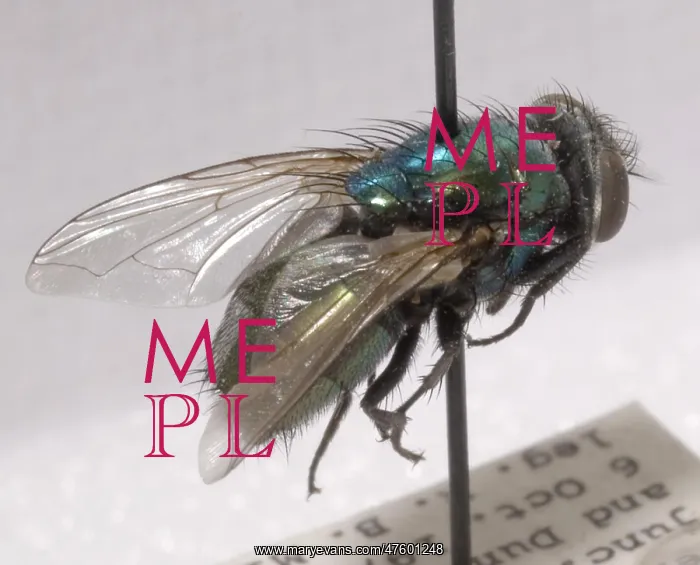 : Forensic Helpers, Green Blow Fly : Forensic Helpers, Green Blow Fly