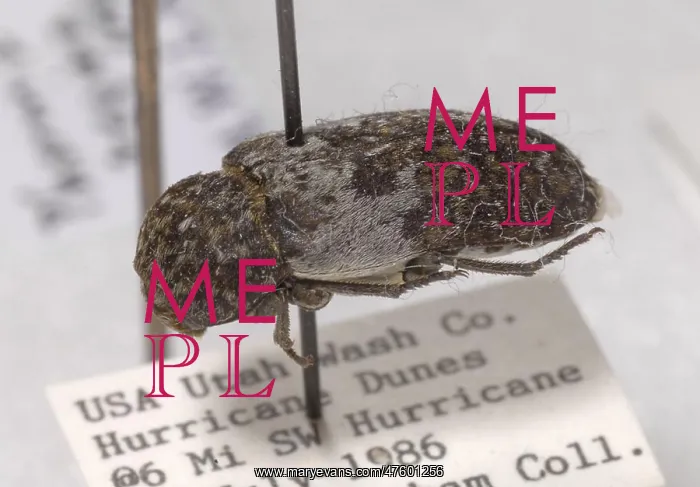 : Forensic Helpers, Hide Beetle : Forensic Helpers, Hide Beetle