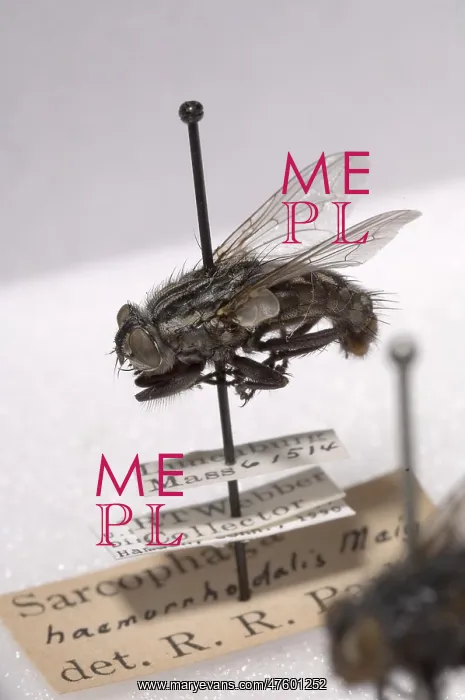 : Forensic Helpers, Red-Tailed Flesh Fly : Forensic Helpers, Red-Tailed Flesh Fly