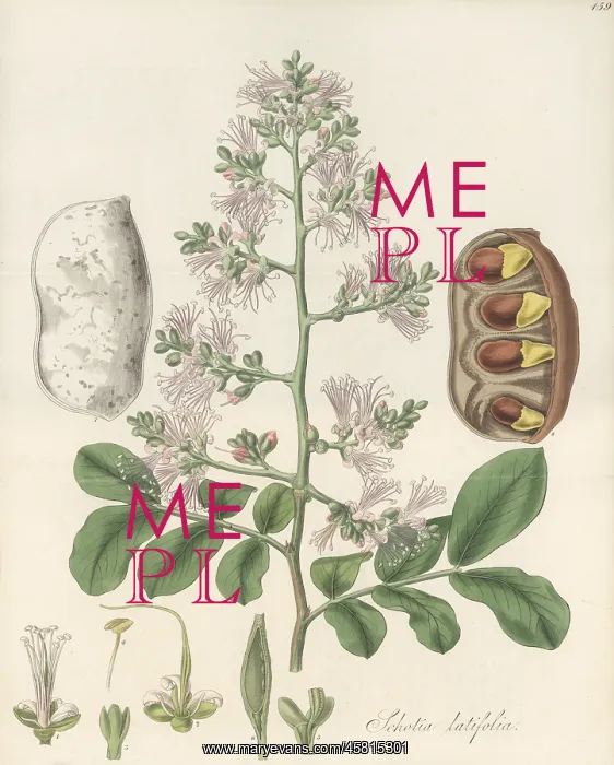 : Forest boer-bean, Schotia latifolia : Forest boer-bean, Schotia latifolia