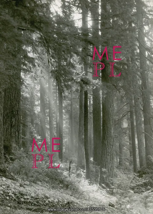 : Forest of Douglas-fir Trees : Forest of Douglas-fir Trees