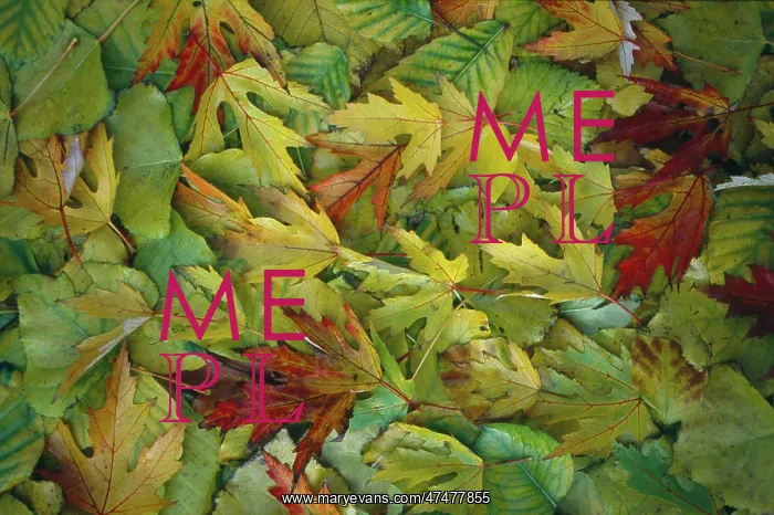 : Forest Floor ' leaves on the ground : Forest Floor ' leaves on the ground