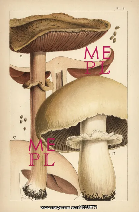 : Forest mushroom and horse mushroom : Forest mushroom and horse mushroom