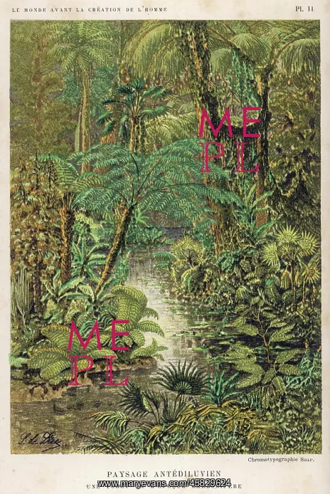 : Forest Primeval : Forest Primeval