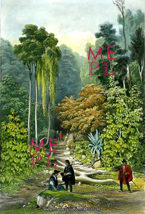  : Forest, Pulo, Penang