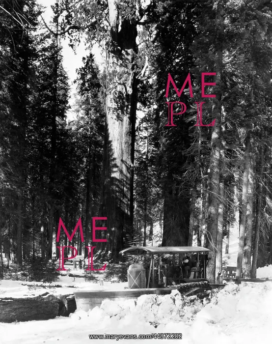 : FOREST SNOW PLOUGH : FOREST SNOW PLOUGH