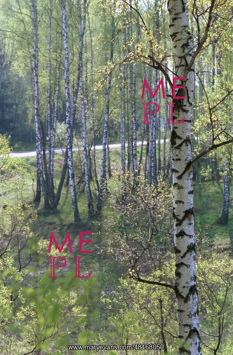 : Forest in spring, 1991 : Forest in spring, 1991