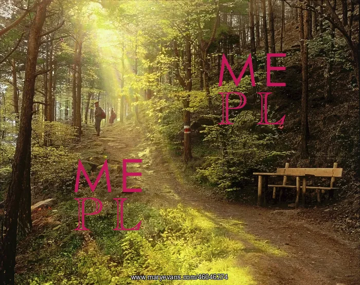 : Forest track in Lower Austria : Forest track in Lower Austria