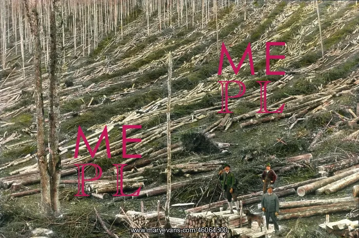 : Forest after woodcutting : Forest after woodcutting