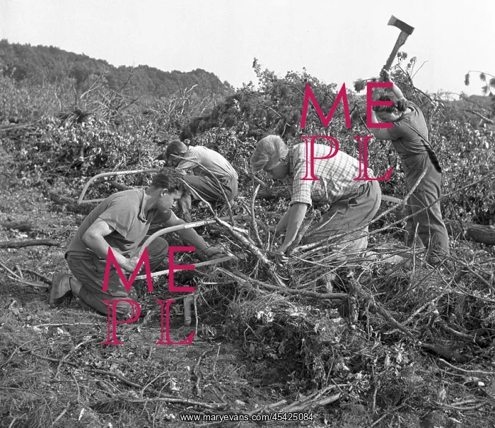 : Forest workers cut up fallen trees with hand saws : Forest workers cut up fallen trees with hand saws