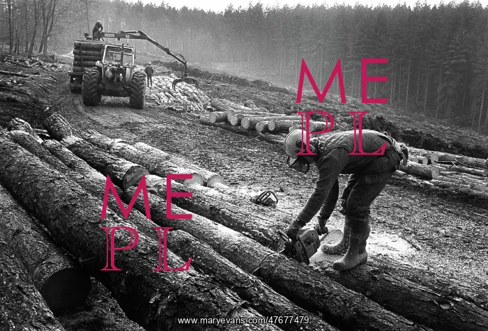 : A forester cuts logs with a chain saw during tree felling : A forester cuts logs with a chain saw during tree felling