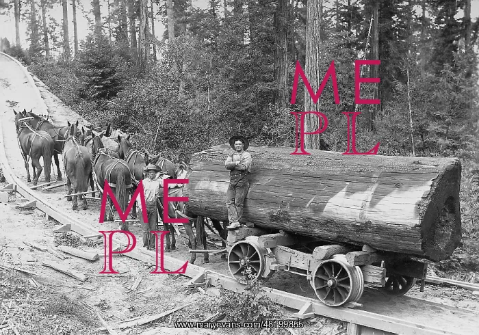 : Forestry in the 19 Century in the U.S : Forestry in the 19 Century in the U.S
