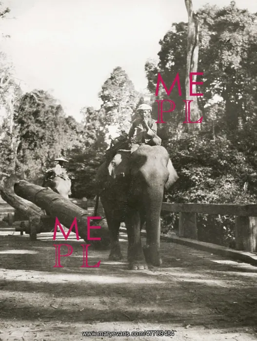 : Forestry logging in Burma - elephant pulling a log : Forestry logging in Burma - elephant pulling a log