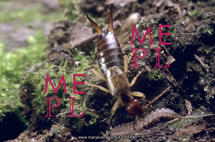 : Forficula auricularia, common earwig : Forficula auricularia, common earwig