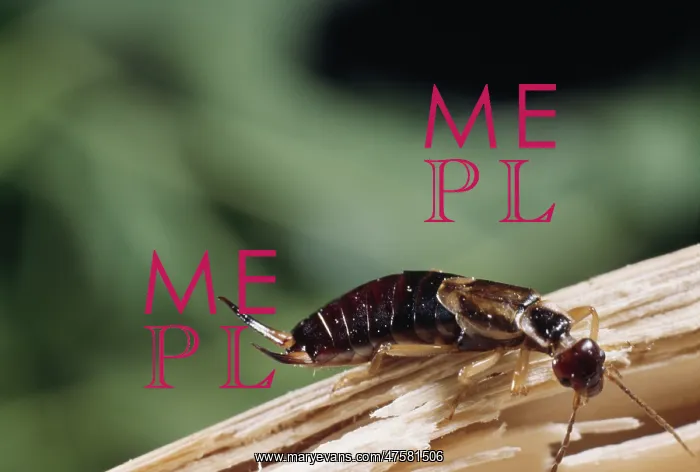 : Forficula auricularia, common earwig : Forficula auricularia, common earwig